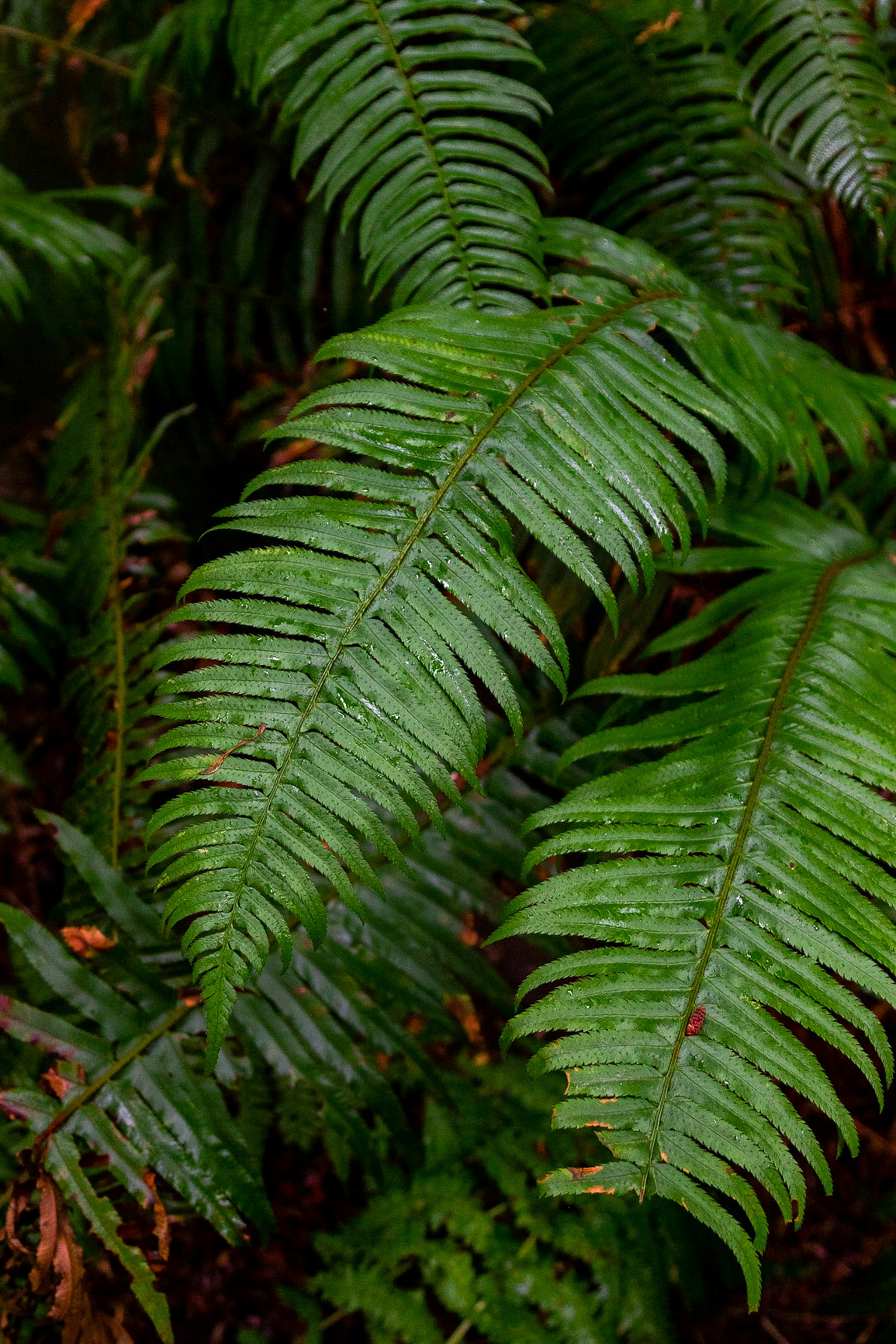 Big green leaves